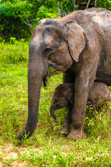 Fototapeta na wymiar safari éléphants sri lanka asie 