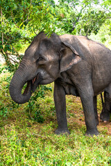 Fototapeta premium safari éléphants sri lanka asie 