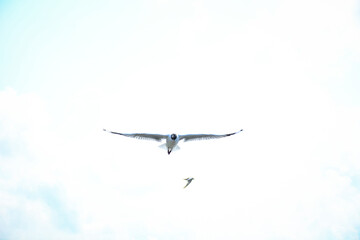 airplane in the sky