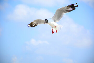 seagull in flight