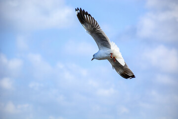 eagle in flight