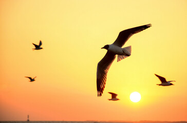 seagull in the sunset