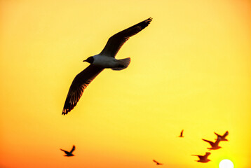 seagull in flight