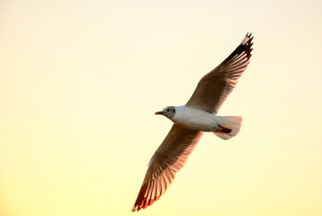 seagull in flight