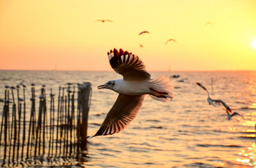 seagulls on the beach