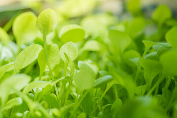 close up of green young pepper leaves