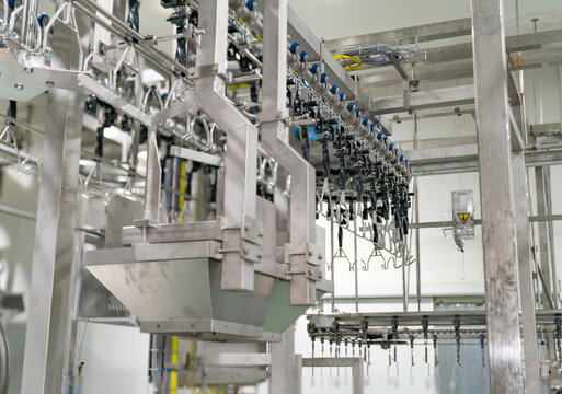 Emtry chicken hang on jack conveyor in meat process.