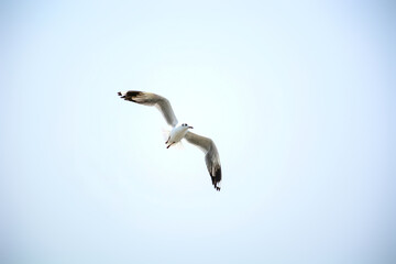seagull in flight