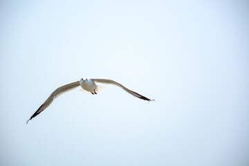 seagull in flight