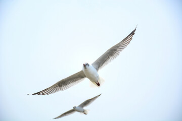seagull in flight