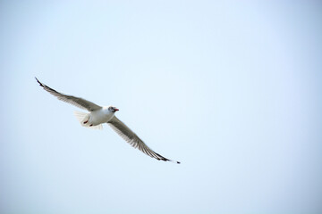 seagull in flight