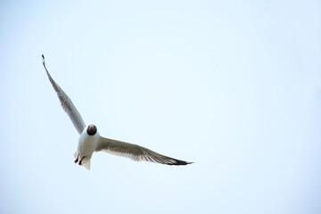 seagull in flight