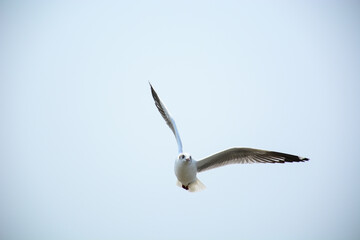 seagull in flight