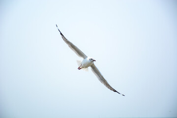 seagull in flight