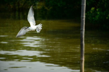 snowy egret in flight