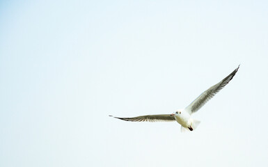 seagull in flight