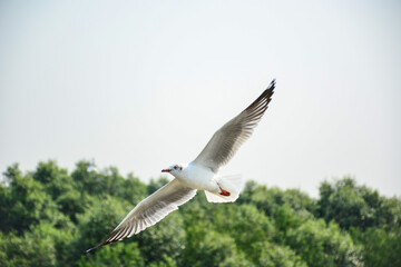 seagull in flight