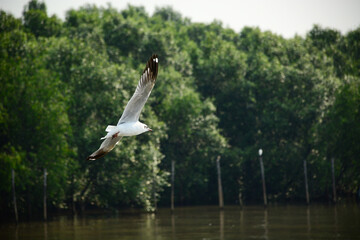 seagull in flight
