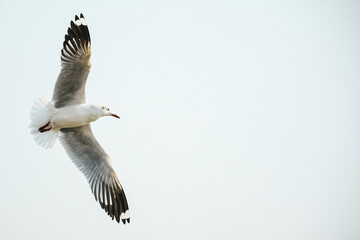 seagull in flight