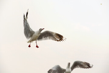 white stork in flight