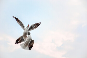 seagull in flight