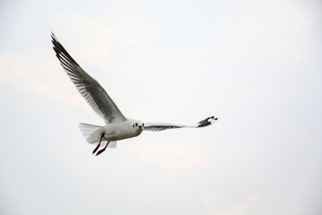 seagull in flight