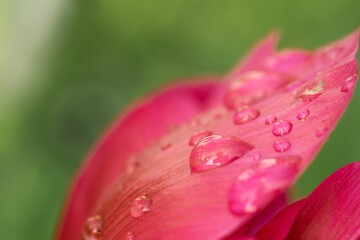 Paeonia petal  macro close up of a purple flower with morning dew, background, texture 
