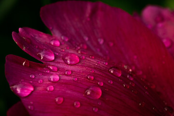 Close up of a  paeonia flower, macro photo of a purple petal with morning dew, background, texture 