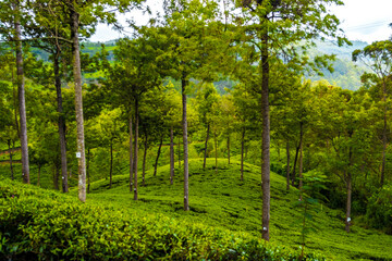 plantations thé sri lanka teafield