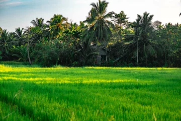 Gordijnen rijstvelden sri lanka palmbomen © Elo Voyage