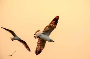 seagull in flight
