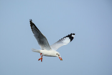 Obraz premium seagull in flight