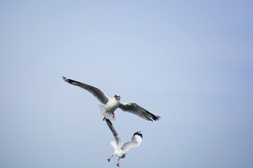 seagull in flight