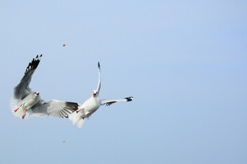 Obraz premium seagulls in flight