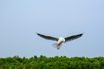 seagull in flight