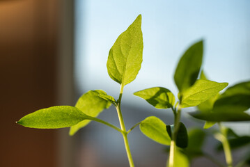 Green leaves of young pepper sprouts 