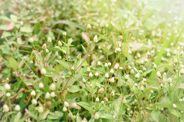 grass