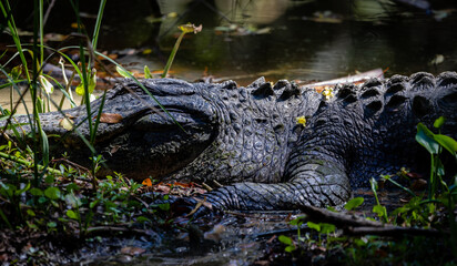 Alligators and shorebirds