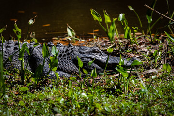 Alligators and shorebirds