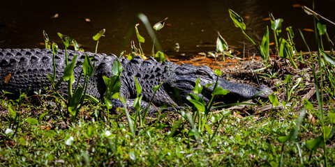 Alligators and shorebirds