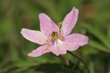 Anémone sylvie (Anemone nemorosa)