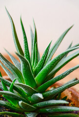 aloe vera plant