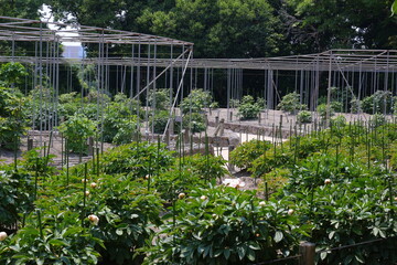 Fototapeta premium 緑に囲まれた福岡城跡。石垣や塀などの歴史的建造物。福岡城は舞鶴公園と大濠公園にある。日本、福岡県