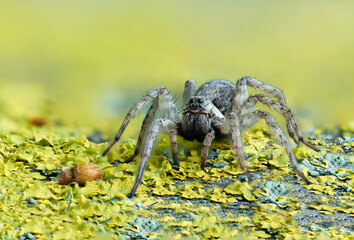 Jumping spider on a yelow lichen 