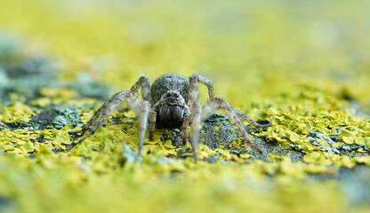 Jumping spider on a yelow lichen 