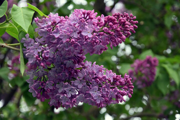 Fototapeta na wymiar Blooming lilac trees in the Lilacs garden in Moscow