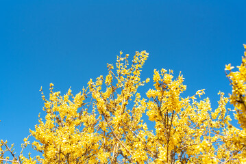 Ukrainian view with yellow flowers on blue sky