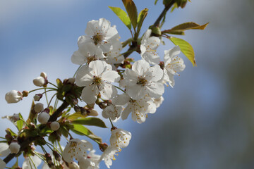 Cerisier des oiseaux (Prunus avium)