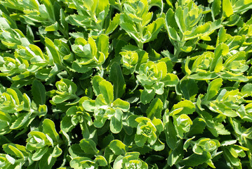 Green leaves of decorative cabbage in the garden, texture background
