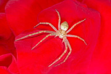 brown spider sitting on petal of red rose